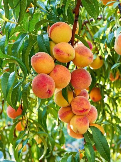 GLOHAVEN ŞEFTALİ FİDANI